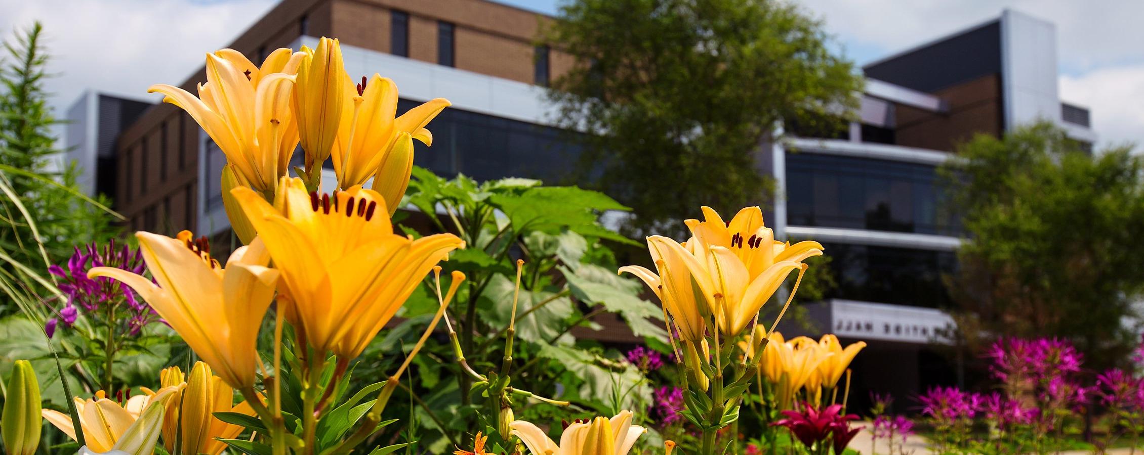 Yellow day lilies in front of Laurentide Hall.